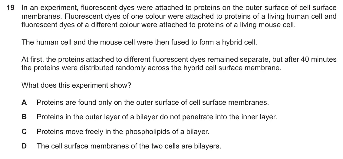 Specimen Paper 1, question 19: In an experiment, fluorescent dyes were attached to proteins on the outer surface of cell surface membranes. Fluorescent dyes of one colour were attached to pro