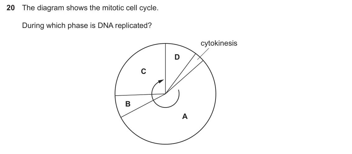 Specimen Paper 1, question 20: The diagram shows the mitotic cell cycle. During which phase is DNA replicated? cytokinesis D C B A