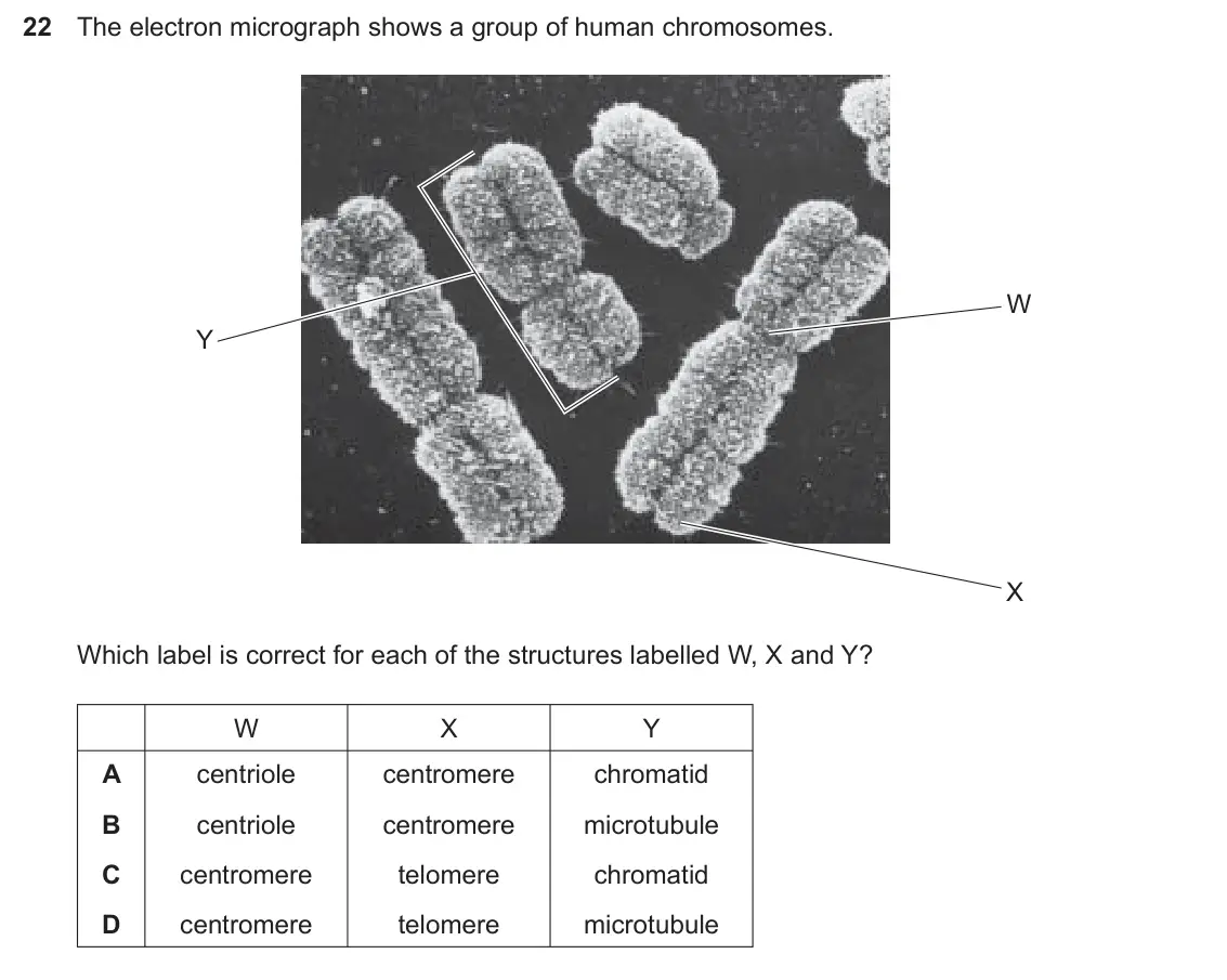 Specimen Paper 1, question 22: The electron micrograph shows a group of human chromosomes. W Y X Which label is correct for each of the structures labelled W, X and Y? W X Y A centriole centr