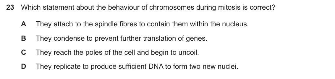 Specimen Paper 1, question 23: Which statement about the behaviour of chromosomes during mitosis is correct? A They attach to the spindle fibres to contain them within the nucleus. B They con