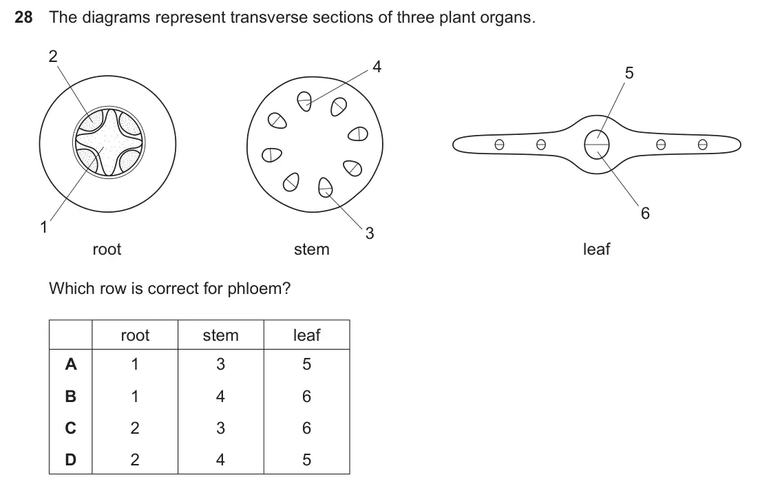 Specimen Paper 1, question 28: The diagrams represent transverse sections of three plant organs. 2 4 5 6 1 3 root stem leaf Which row is correct for phloem? root stem leaf A 1 3 5 B 1 4 6 C 2