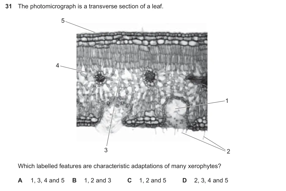 Specimen Paper 1, question 31: The photomicrograph is a transverse section of a leaf. 5 4 1 3 2 Which labelled features are characteristic adaptations of many xerophytes? A 1, 3, 4 and 5 B 1,