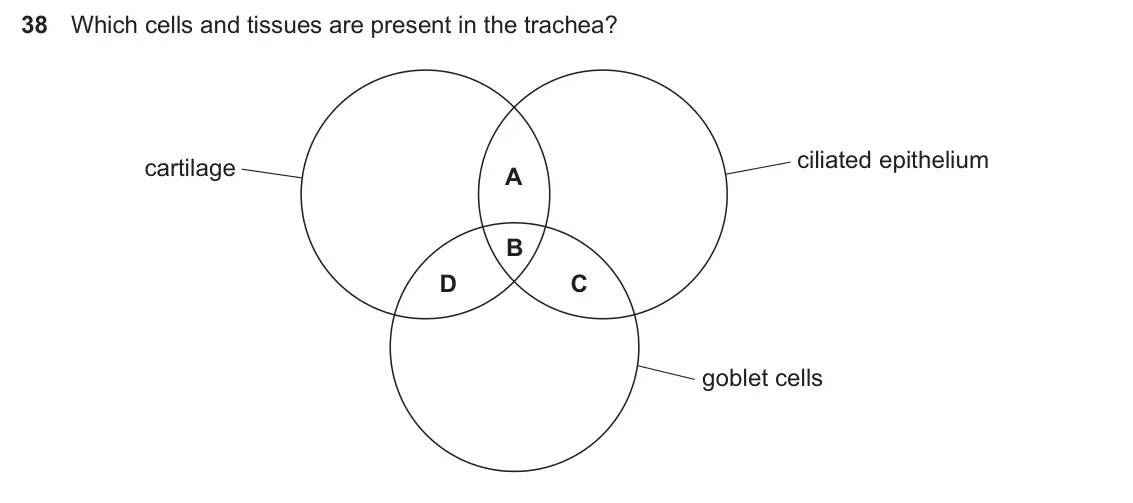 Specimen Paper 1, question 38: Which cells and tissues are present in the trachea? ciliated epithelium cartilage A B D C goblet cells