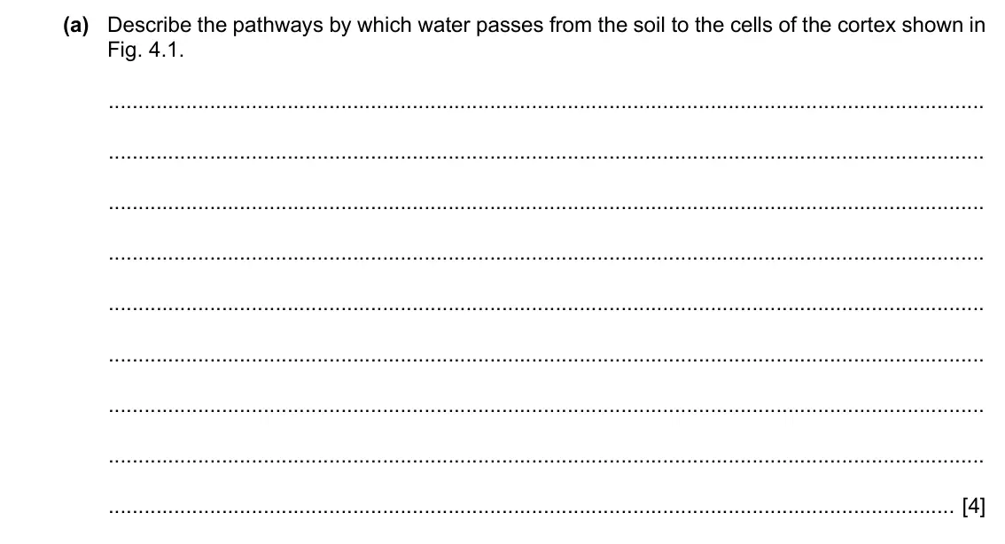 Specimen Paper 2, question 4(a): Describe the pathways by which water passes from the soil to the cells of the cortex shown in Fig. 4.1. [4]