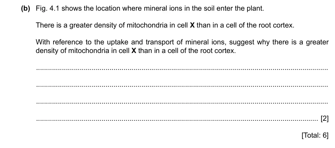 Specimen Paper 2, question 4(b): Fig. 4.1 shows the location where mineral ions in the soil enter the plant. There is a greater density of mitochondria in cell X than in a cell of the root cort