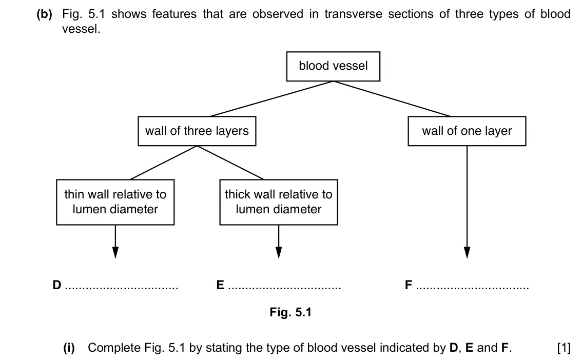Specimen Paper 2, question 5(b)(i): Complete Fig. 5.1 by stating the type of blood vessel indicated by D, E and F. [1]