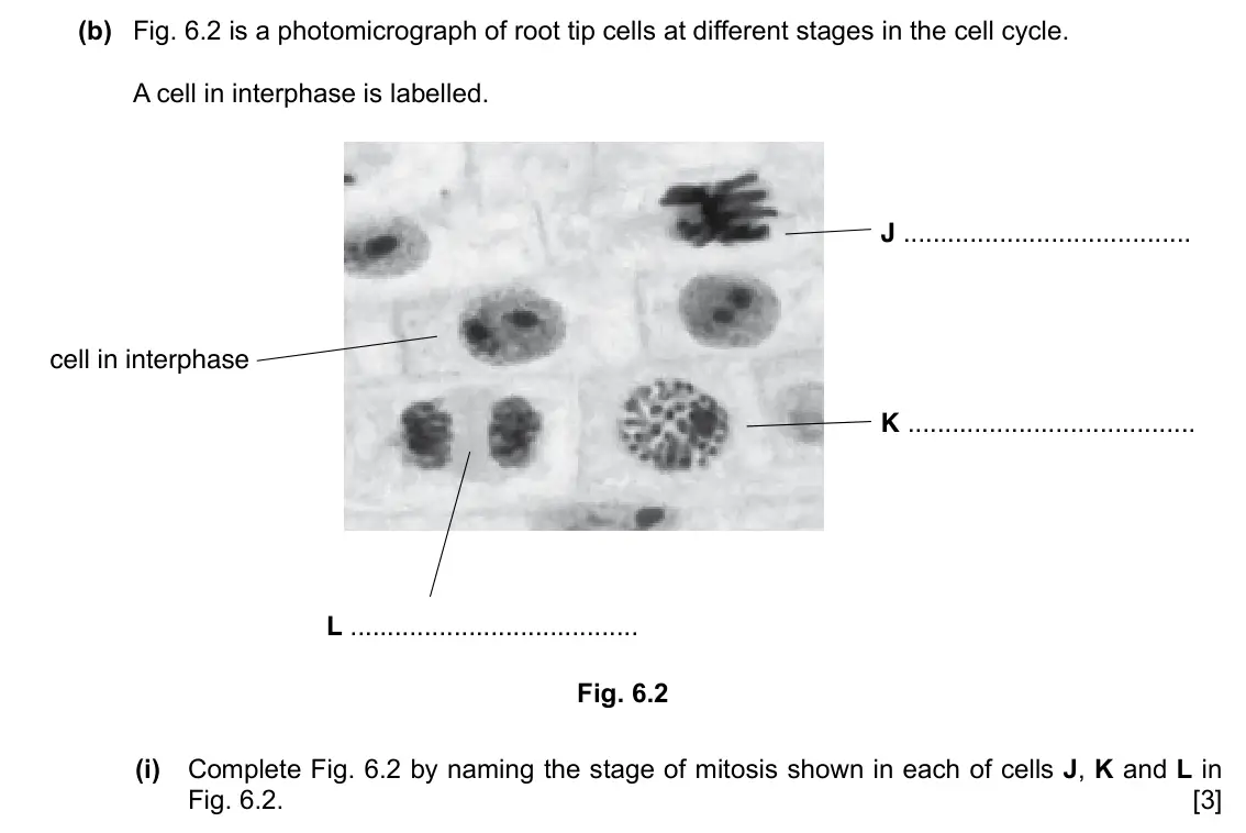 Specimen Paper 2, question 6(b)(i): Complete Fig. 6.2 by naming the stage of mitosis shown in each of cells J, K and L in Fig. 6.2. [3]