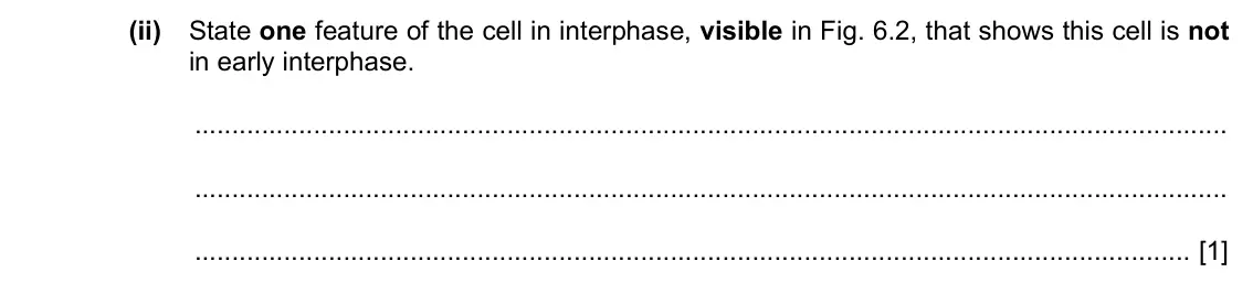 Specimen Paper 2, question 6(b)(ii): State one feature of the cell in interphase, visible in Fig. 6.2, that shows this cell is not in early interphase. [1]
