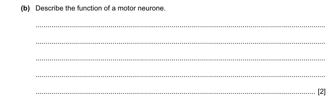 Specimen Paper 4, question 2(b): Describe the function of a motor neurone. [2]