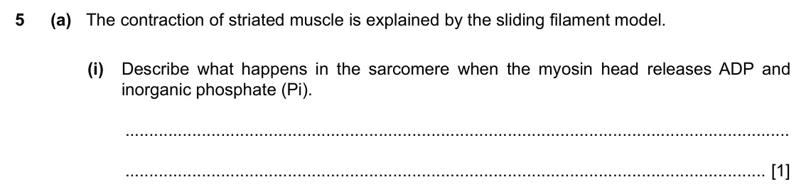Specimen Paper 4, question 5(a)(i): Describe what happens in the sarcomere when the myosin head releases ADP and inorganic phosphate (Pi). [1]