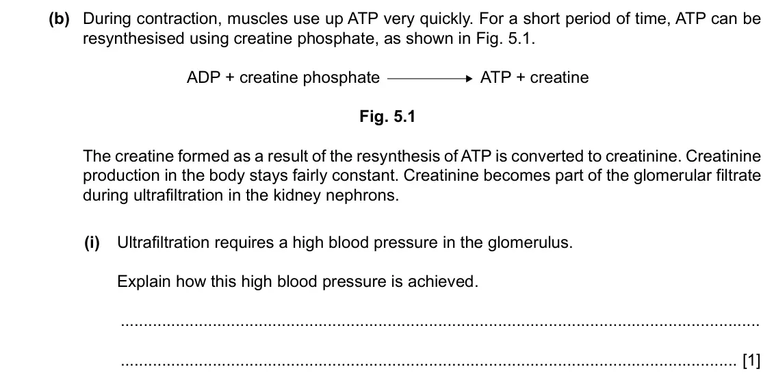 Specimen Paper 4, question 5(b)(i): Ultrafiltration requires a high blood pressure in the glomerulus. Explain how this high blood pressure is achieved. [1]