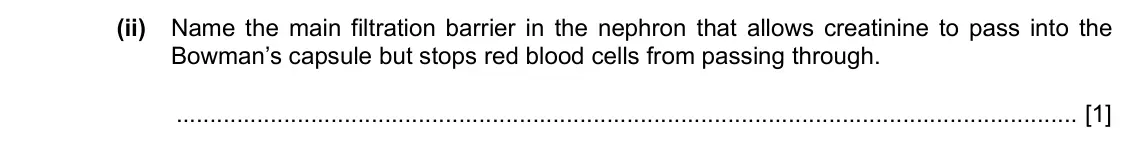 Specimen Paper 4, question 5(b)(ii): Name the main filtration barrier in the nephron that allows creatinine to pass into the Bowman’s capsule but stops red blood cells from passing through. [1]