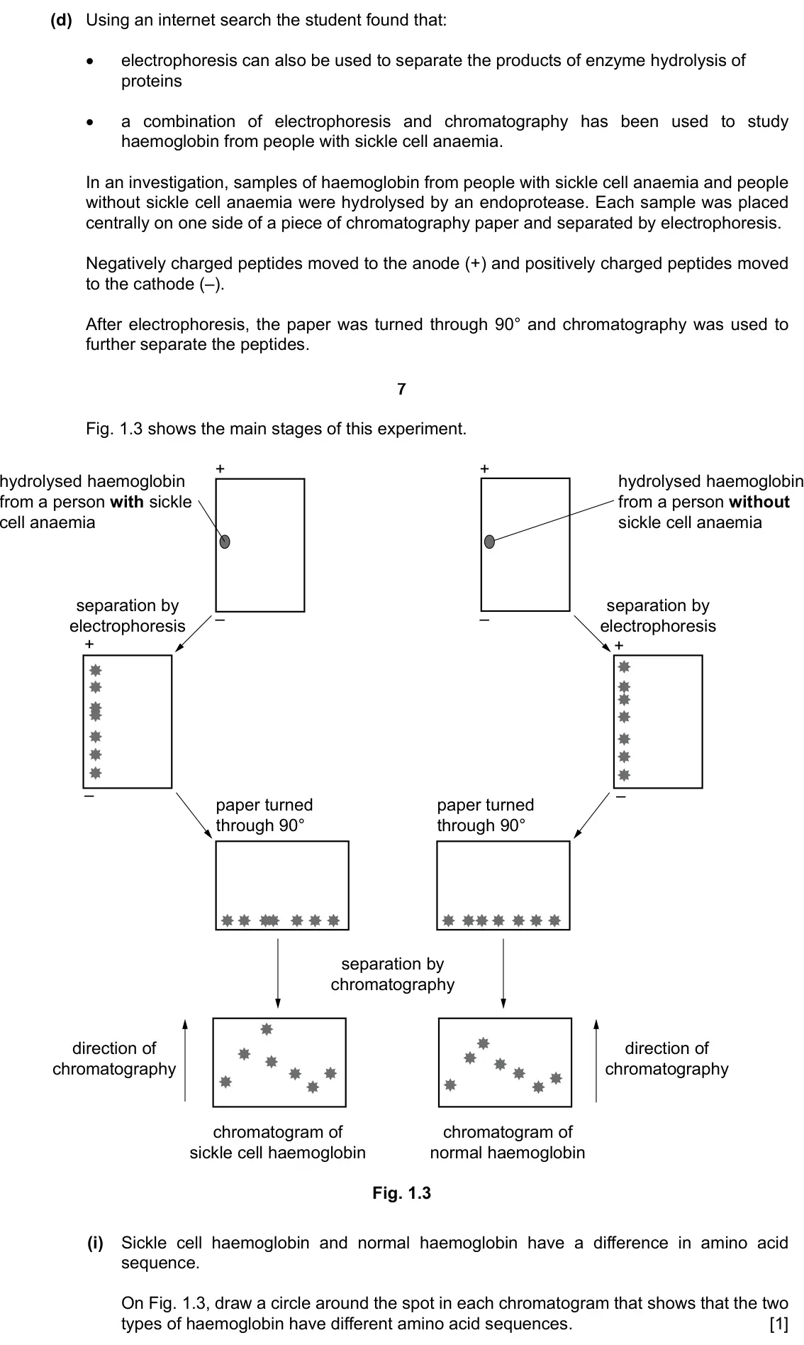 Specimen Paper 5, question 1(d)(i): Using an internet search the student found that: •• electrophoresis can also be used to separate the products of enzyme hydrolysis of proteins •• a combination