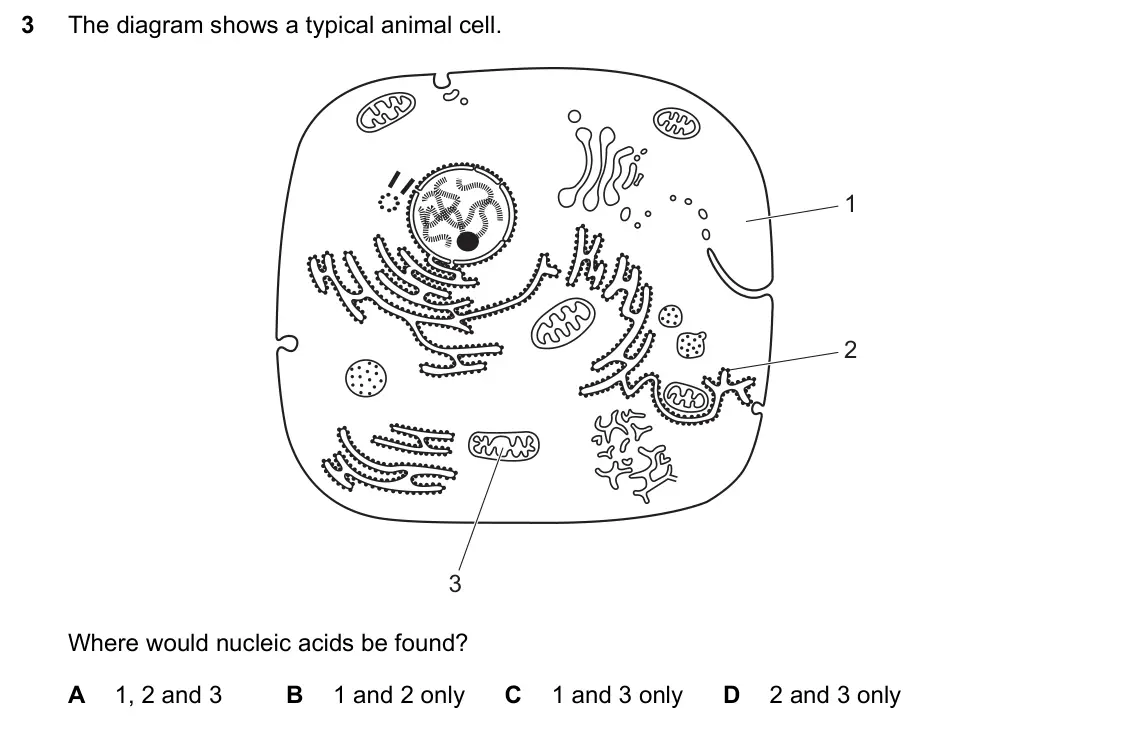 June 2024 Paper 1, question 3: The diagram shows a typical animal cell. 1 2 3 Where would nucleic acids be found? A 1, 2 and 3 B 1 and 2 only C 1 and 3 only D 2 and 3 only