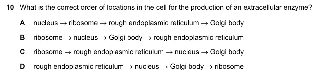 June 2024 Paper 1, question 10: What is the correct order of locations in the cell for the production of an extracellular enzyme? A nucleus ribosome rough endoplasmic reticulum Golgi bod