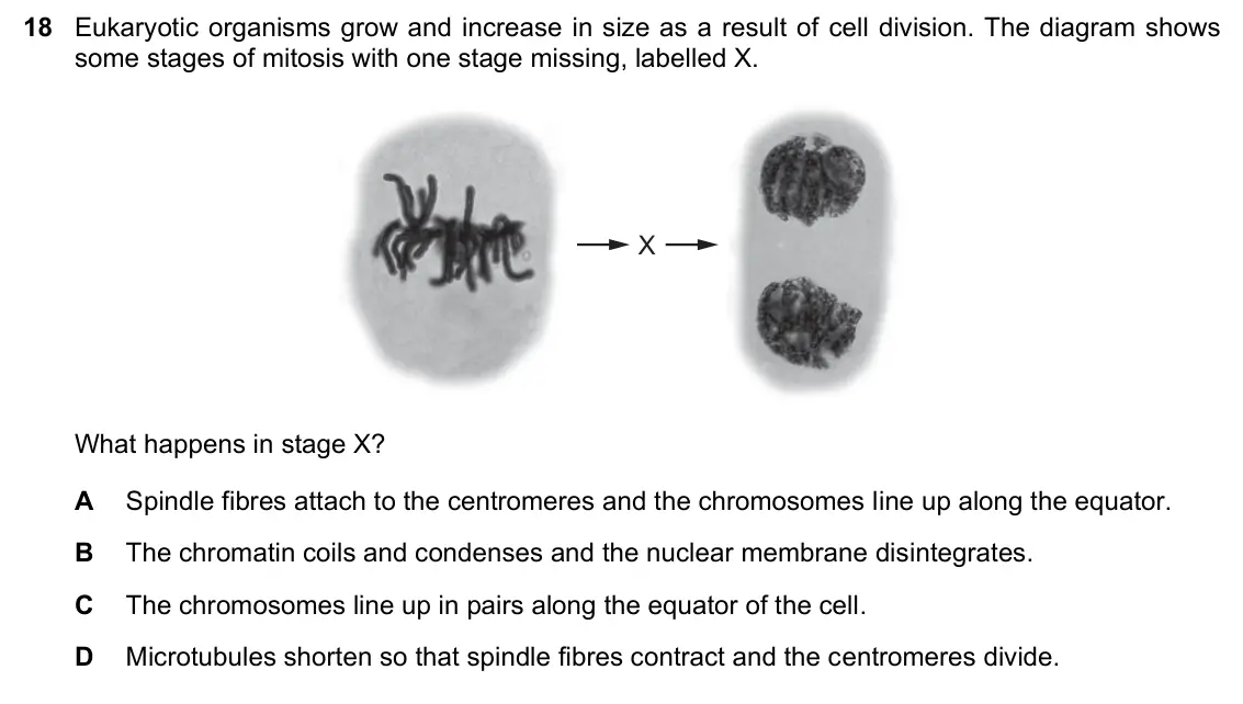June 2024 Paper 1, question 18: Eukaryotic organisms grow and increase in size as a result of cell division. The diagram shows some stages of mitosis with one stage missing, labelled X. X What