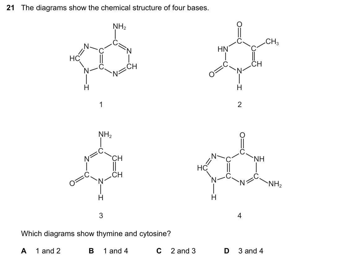 June 2024 Paper 1, question 21: The diagrams show the chemical structure of four bases. O NH2 C C CH3 N HN C C N HC C CH C CH N N N O H H 1 2 NH2 O C C N N CH C NH HC C CH C C N N O N NH2 H H 