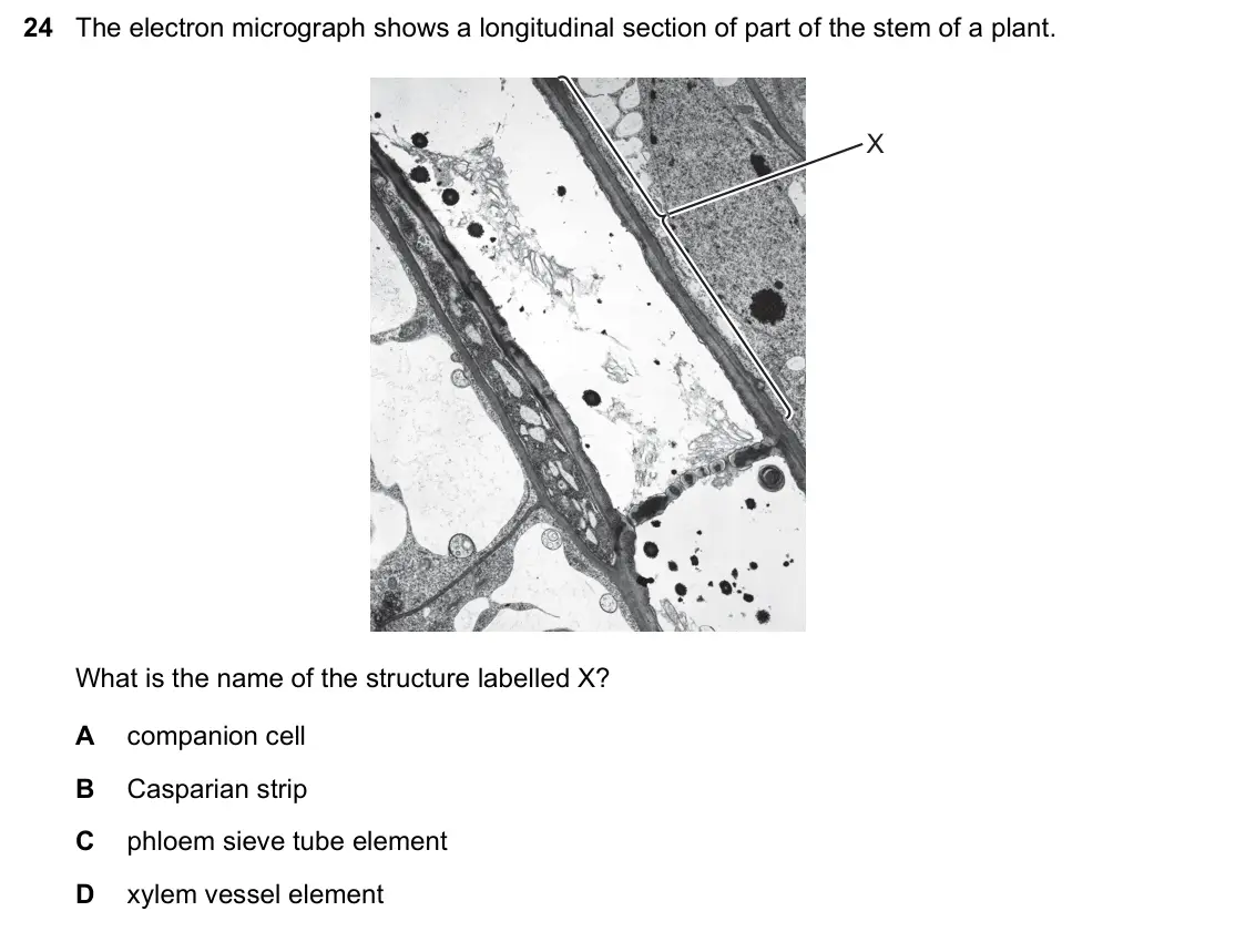 June 2024 Paper 1, question 24: The electron micrograph shows a longitudinal section of part of the stem of a plant. X What is the name of the structure labelled X? A companion cell B Casparia