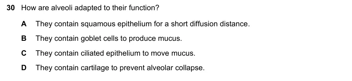 June 2024 Paper 1, question 30: How are alveoli adapted to their function? A They contain squamous epithelium for a short diffusion distance. B They contain goblet cells to produce mucus. C Th