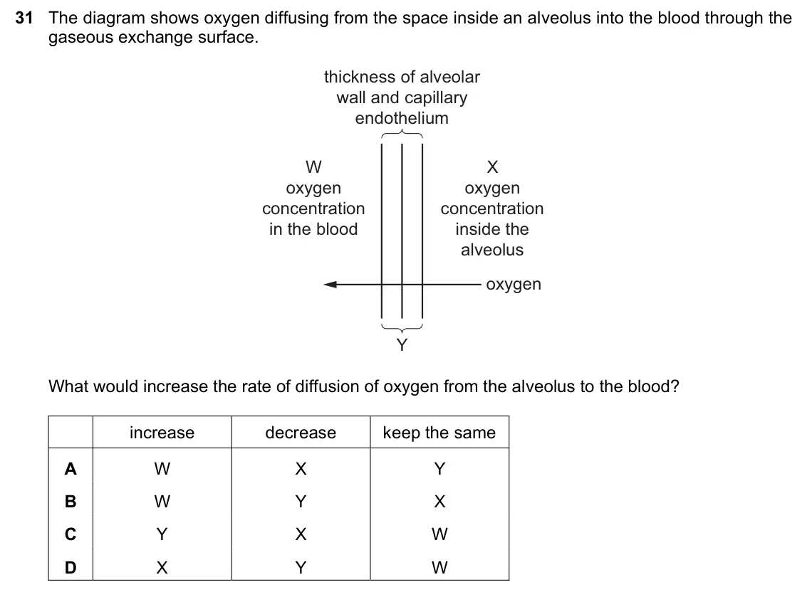 June 2024 Paper 1, question 31: The diagram shows oxygen diffusing from the space inside an alveolus into the blood through the gaseous exchange surface. thickness of alveolar wall and capilla