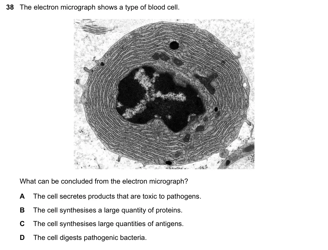 June 2024 Paper 1, question 38: The electron micrograph shows a type of blood cell. What can be concluded from the electron micrograph? A The cell secretes products that are toxic to pathogens