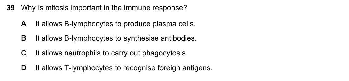 June 2024 Paper 1, question 39: Why is mitosis important in the immune response? A It allows B-lymphocytes to produce plasma cells. B It allows B-lymphocytes to synthesise antibodies. C It all