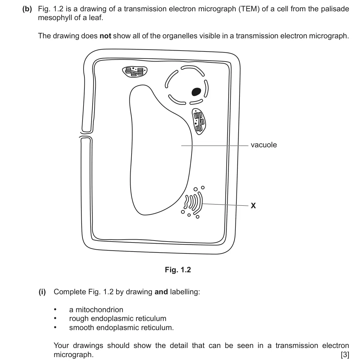 June 2024 Paper 2, question 1(b)(i): Complete Fig. 1.2 by drawing and labelling: • a mitochondrion • rough endoplasmic reticulum • smooth endoplasmic reticulum. Your drawings should show the detail