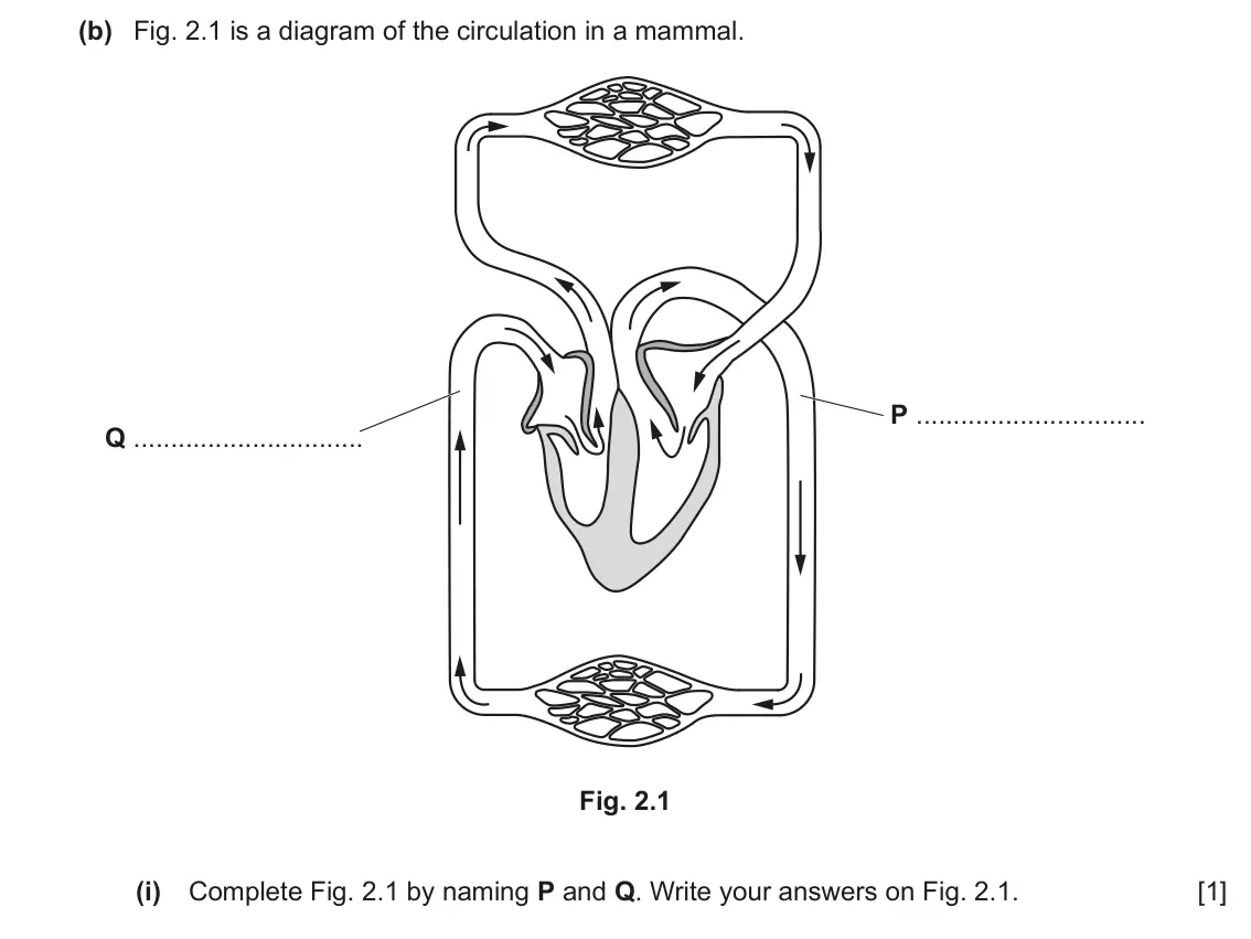 June 2024 Paper 2, question 2(b)(i): Complete Fig. 2.1 by naming P and Q. Write your answers on Fig. 2.1. [1]