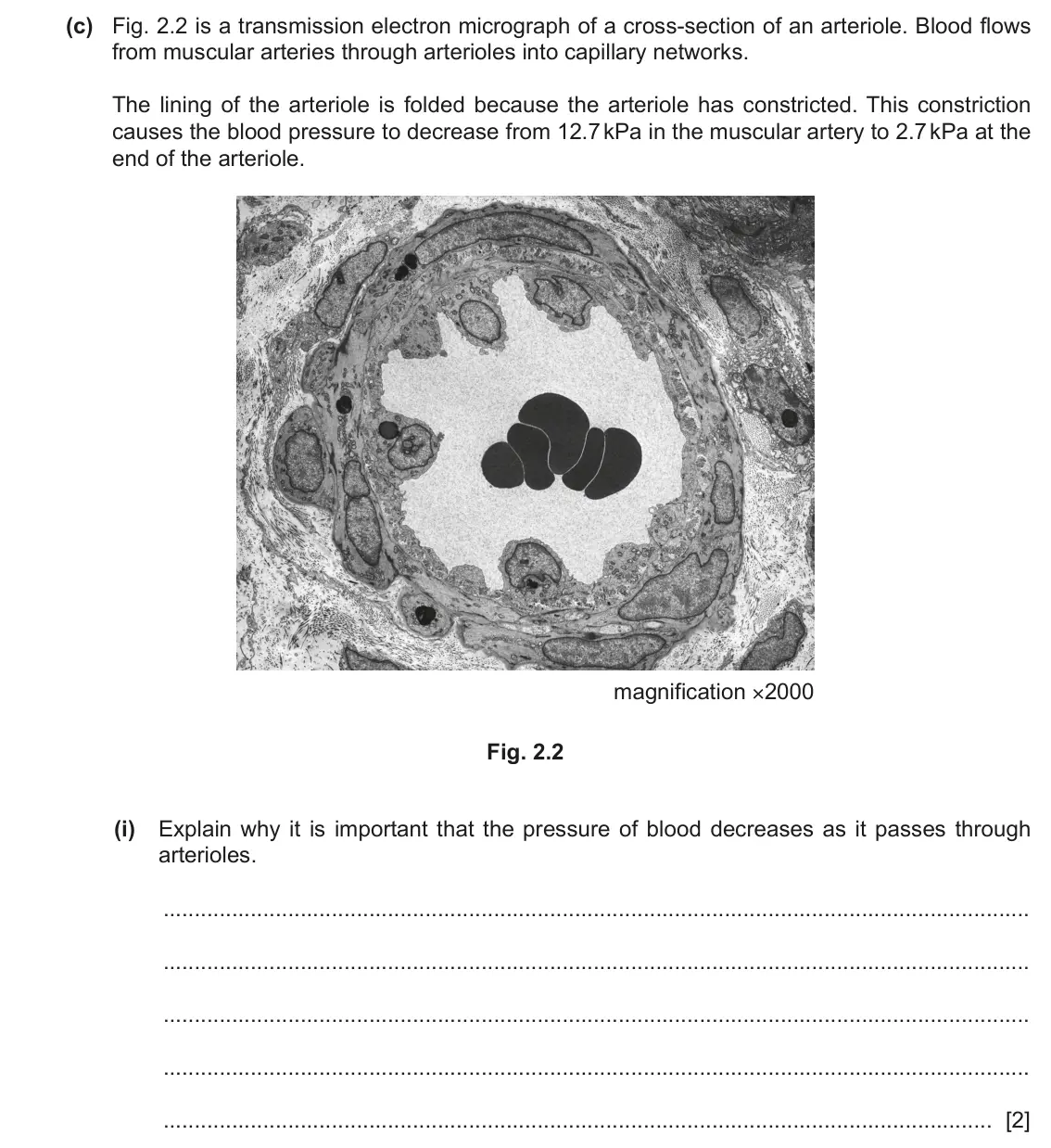 June 2024 Paper 2, question 2(c)(i): Explain why it is important that the pressure of blood decreases as it passes through arterioles. [2]