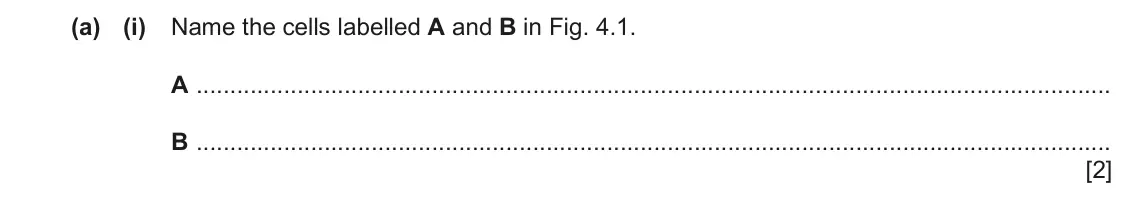 June 2024 Paper 2, question 4(a)(i): Name the cells labelled A and B in Fig. 4.1. A B [2]