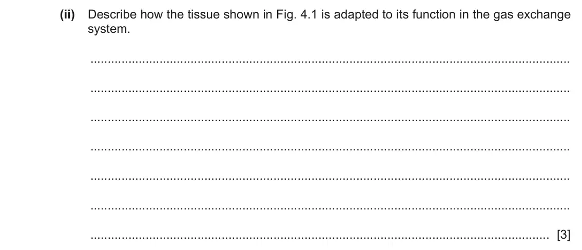 June 2024 Paper 2, question 4(a)(ii): Describe how the tissue shown in Fig. 4.1 is adapted to its function in the gas exchange system. [3]