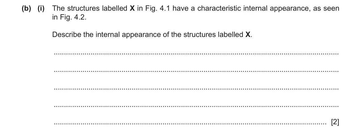 June 2024 Paper 2, question 4(b)(i): The structures labelled X in Fig. 4.1 have a characteristic internal appearance, as seen in Fig. 4.2. Describe the internal appearance of the structures labelle