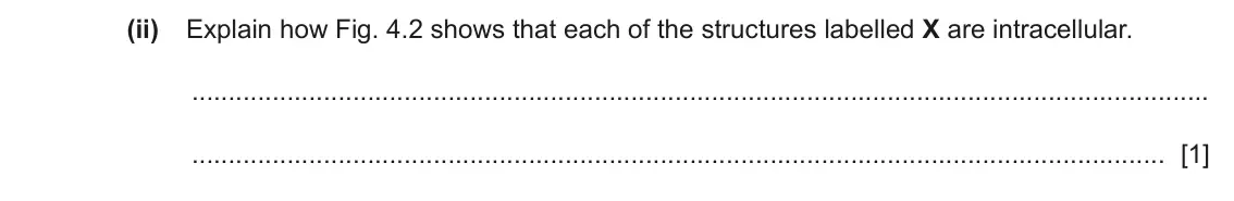June 2024 Paper 2, question 4(b)(ii): Explain how Fig. 4.2 shows that each of the structures labelled X are intracellular. [1]