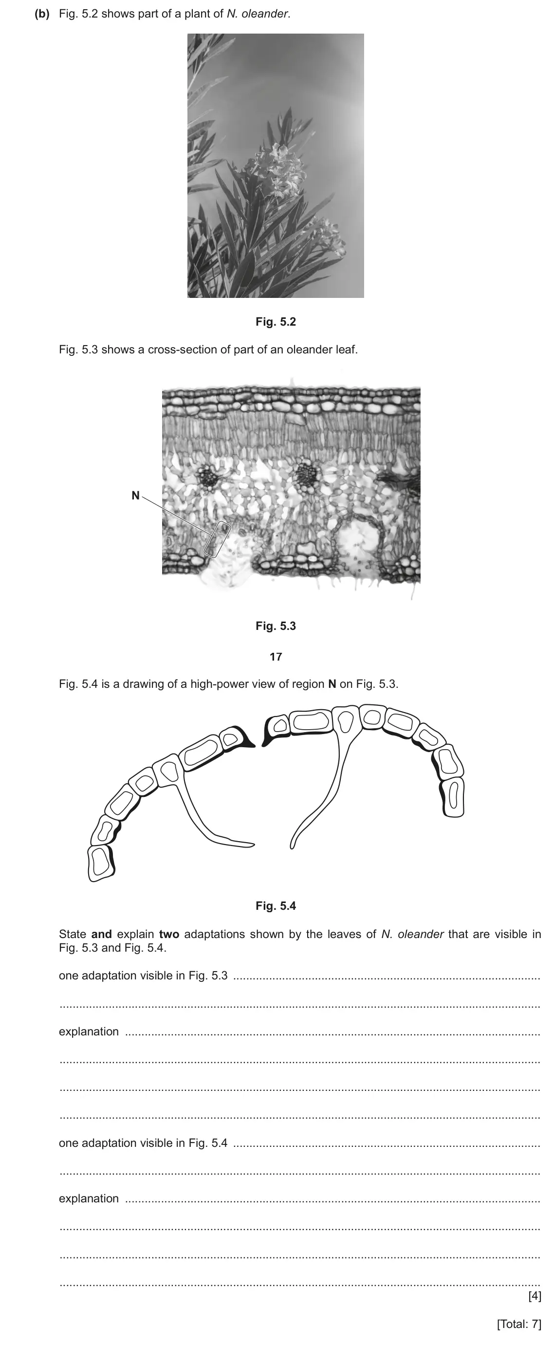 June 2024 Paper 2, question 5(b): Fig. 5.2 shows part of a plant of N. oleander. Fig. 5.2 Fig. 5.3 shows a cross‑section of part of an oleander leaf. N Fig. 5.3 17 Fig. 5.4 is a drawing of a hig