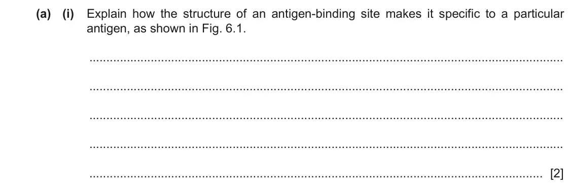 June 2024 Paper 2, question 6(a)(i): Explain how the structure of an antigen‑binding site makes it specific to a particular antigen, as shown in Fig. 6.1. [2]