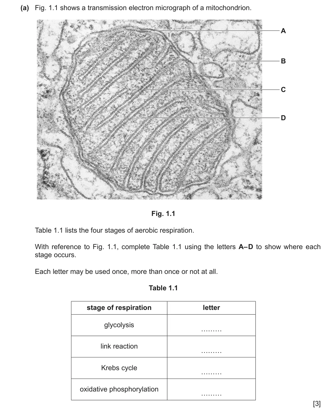 June 2024 Paper 4, question 1(a): Fig. 1.1 shows a transmission electron micrograph of a mitochondrion. A B C D Fig. 1.1 Table 1.1 lists the four stages of aerobic respiration. With reference to
