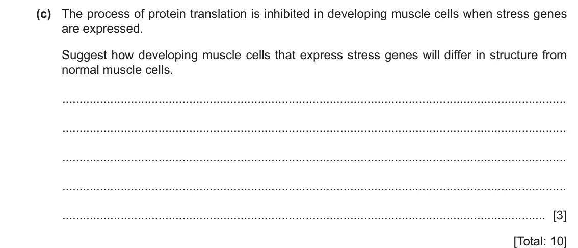 June 2024 Paper 4, question 2(c): The process of protein translation is inhibited in developing muscle cells when stress genes are expressed. Suggest how developing muscle cells that express str