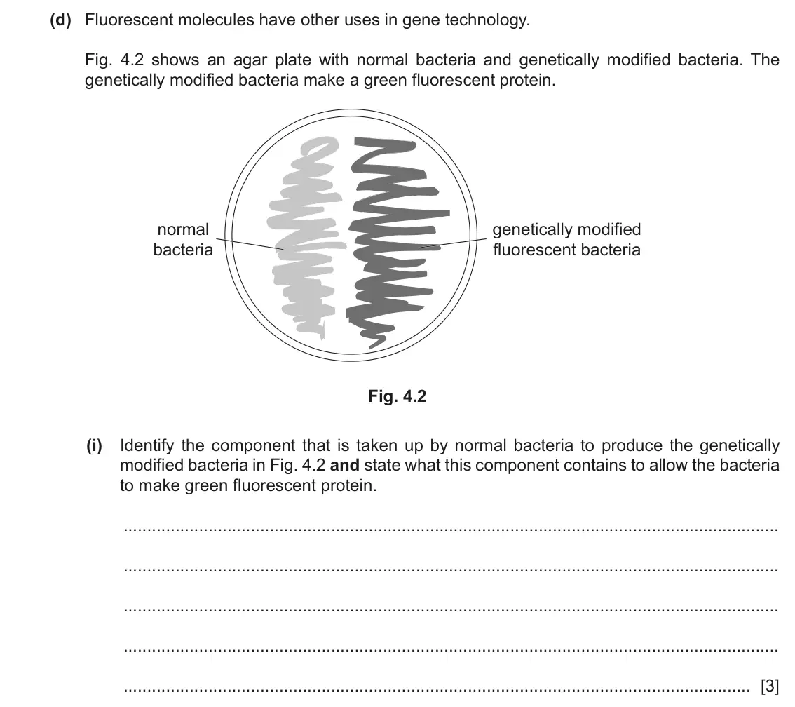 June 2024 Paper 4, question 4(d)(i): Identify the component that is taken up by normal bacteria to produce the genetically modified bacteria in Fig. 4.2 and state what this component contains to al