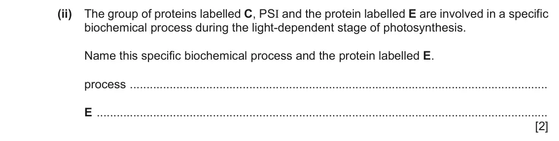June 2024 Paper 4, question 5(a)(ii): The group of proteins labelled C, PSI and the protein labelled E are involved in a specific biochemical process during the light‑dependent stage of photosynthes