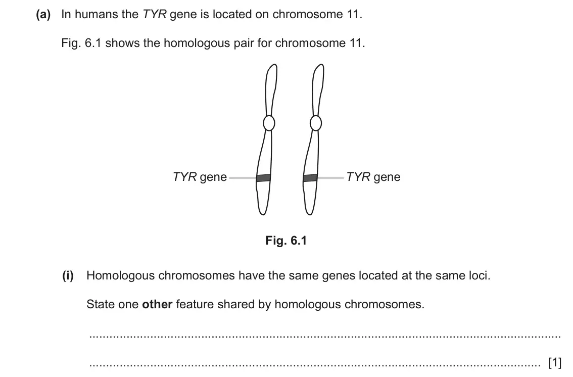 June 2024 Paper 4, question 6(a)(i): Homologous chromosomes have the same genes located at the same loci. State one other feature shared by homologous chromosomes. [1]