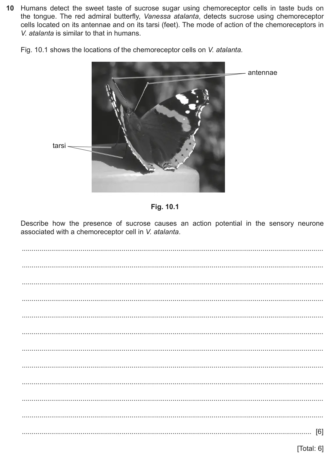 June 2024 Paper 4, question 10: Humans detect the sweet taste of sucrose sugar using chemoreceptor cells in taste buds on the tongue. The red admiral butterfly, Vanessa atalanta, detects sucro