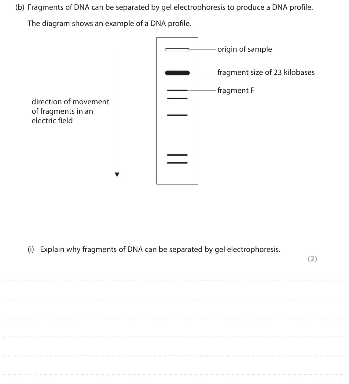 June 2019 Paper 1, question 1(b)(i): Explain why fragments of DNA can be separated by gel electrophoresis. (2)