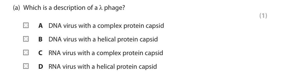June 2022 Paper 1, question 4(a): Which is a description of a λ phage? (1) A DNA virus with a complex protein capsid B DNA virus with a helical protein capsid C RNA virus with a complex protein