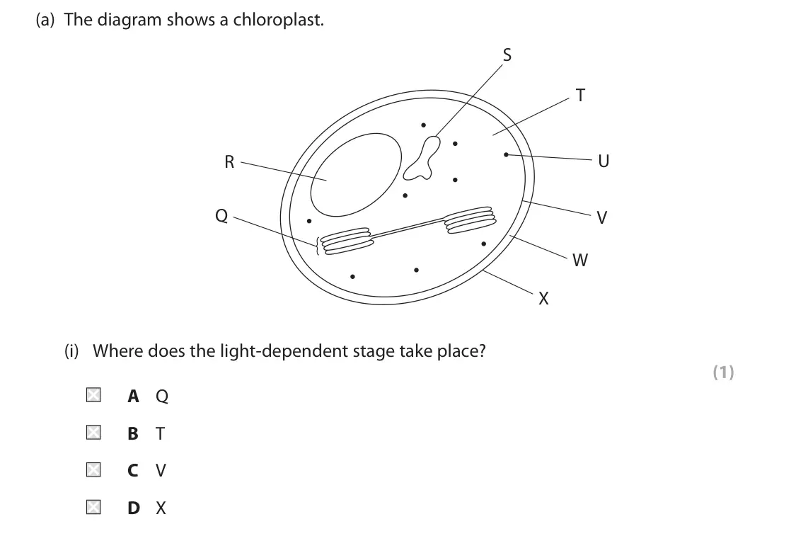 June 2022 Paper 1, question 5(a)(i): Where does the light‑dependent stage take place? (1) A Q B T C V D X