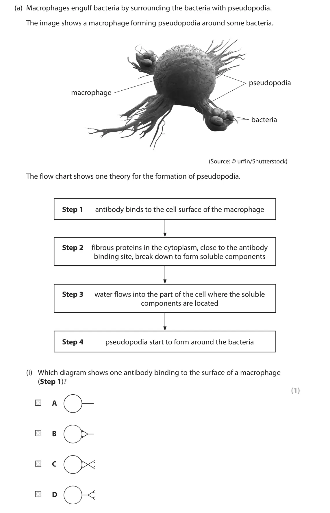 June 2022 Paper 1, question 7(a)(i): Which diagram shows one antibody binding to the surface of a macrophage (Step 1)? (1) A B C D