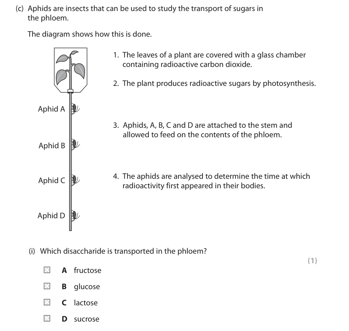June 2023 Paper 1, question 3(c)(i): Which disaccharide is transported in the phloem? (1) A fructose B glucose C lactose D sucrose