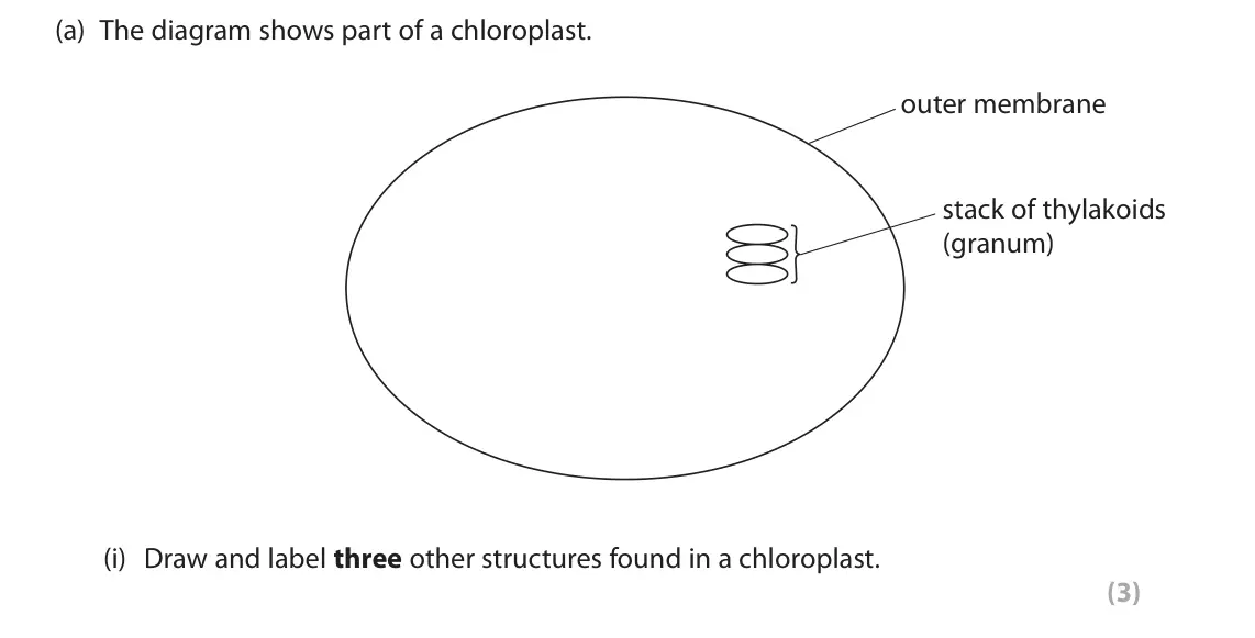 June 2023 Paper 1, question 6(a)(i): Draw and label three other structures found in a chloroplast. (3)