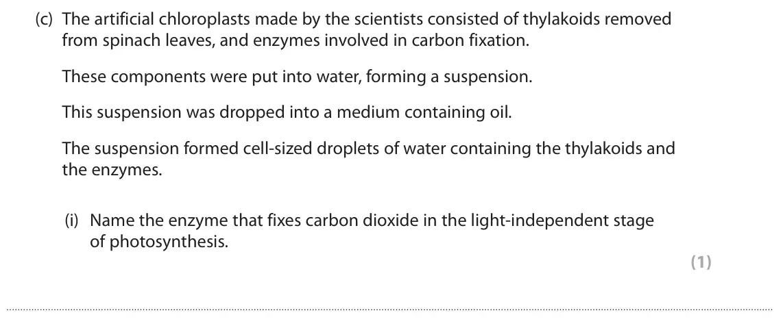 June 2023 Paper 1, question 6(c)(i): Name the enzyme that fixes carbon dioxide in the light‑independent stage of photosynthesis. (1)