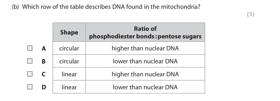 June 2024 Paper 1, question 6(b): Which row of the table describes DNA found in the mitochondria? (1) Ratio of Shape phosphodiester bonds : pentose sugars A circular higher than nuclear DNA B ci