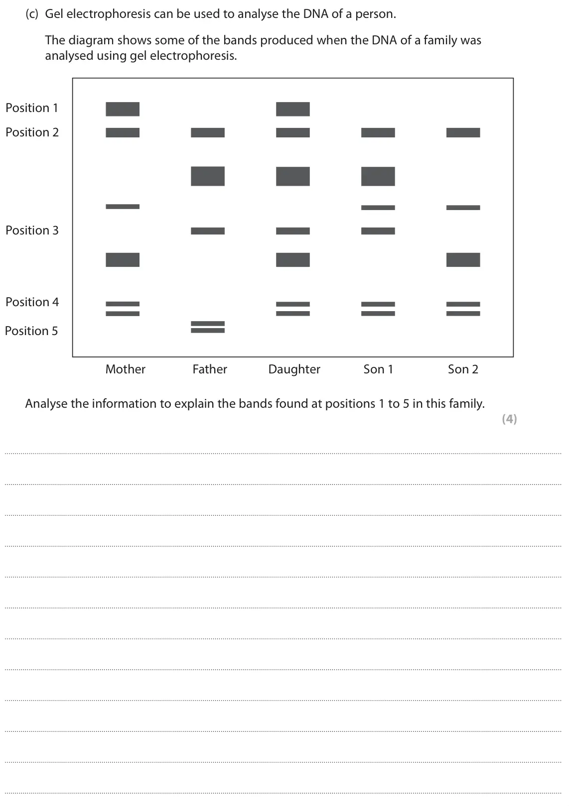 June 2024 Paper 1, question 6(c): Gel electrophoresis can be used to analyse the DNA of a person. The diagram shows some of the bands produced when the DNA of a family was analysed using gel ele